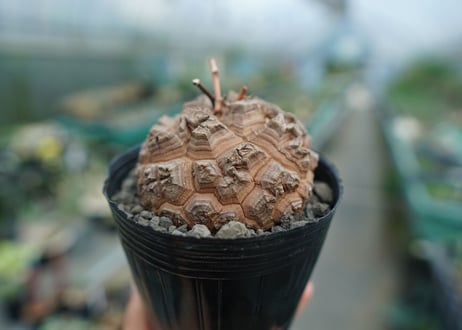 【長谷川園芸産】亀甲竜　Dioscorea elephantipes　No.5