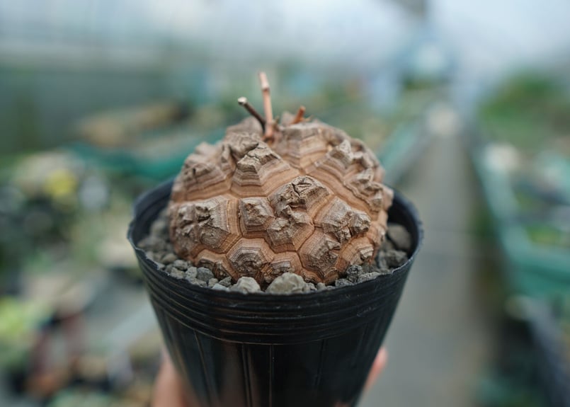 長谷川園芸産】亀甲竜 Dioscorea elephantipes No.5 | mana'