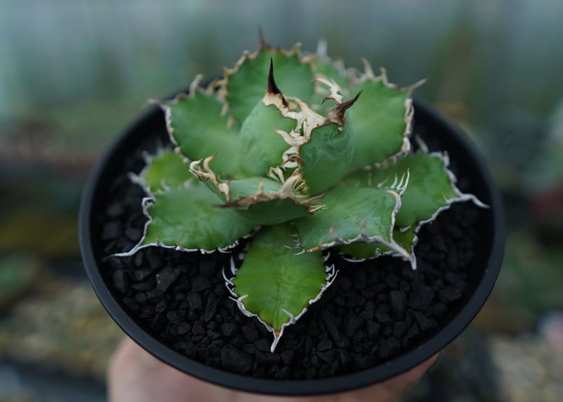 アガベ チタノタ フィリグリー agave titanota filigree No.1 |