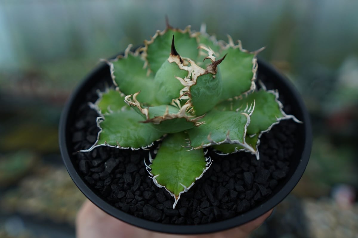 アガベ チタノタ フィリグリー agave titanota filigree No.1 |