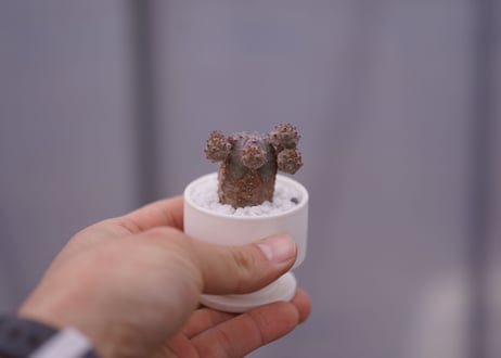 ユーフォルビア　オベサブロウ　Euphorbia Obesablow
