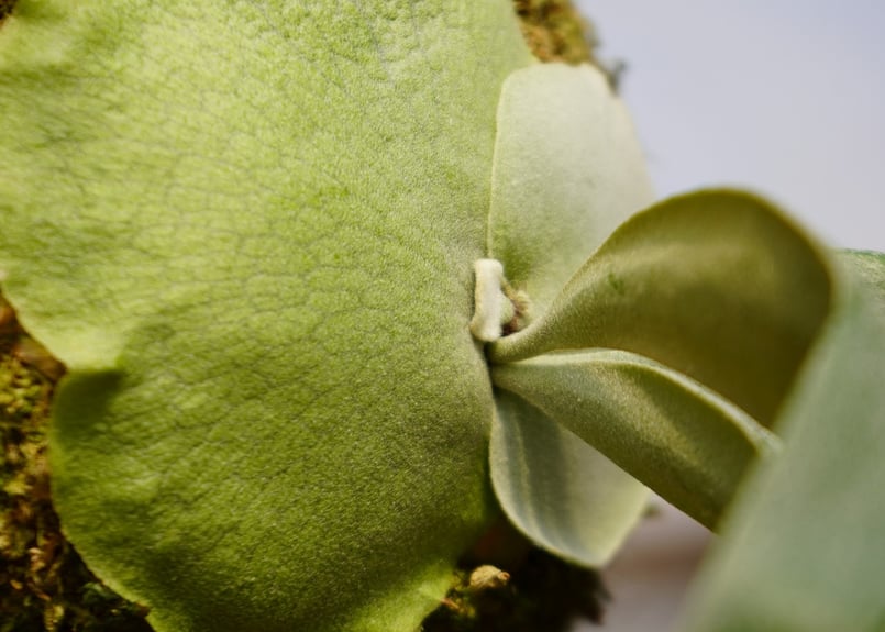 ビカクシダ ウィリンキー 月光爪哇 P. willinckii '月光爪哇' (OC) | ビカクシダ ウィリンキー 月光爪哇 P. willinckii '月光爪哇' (OC) |