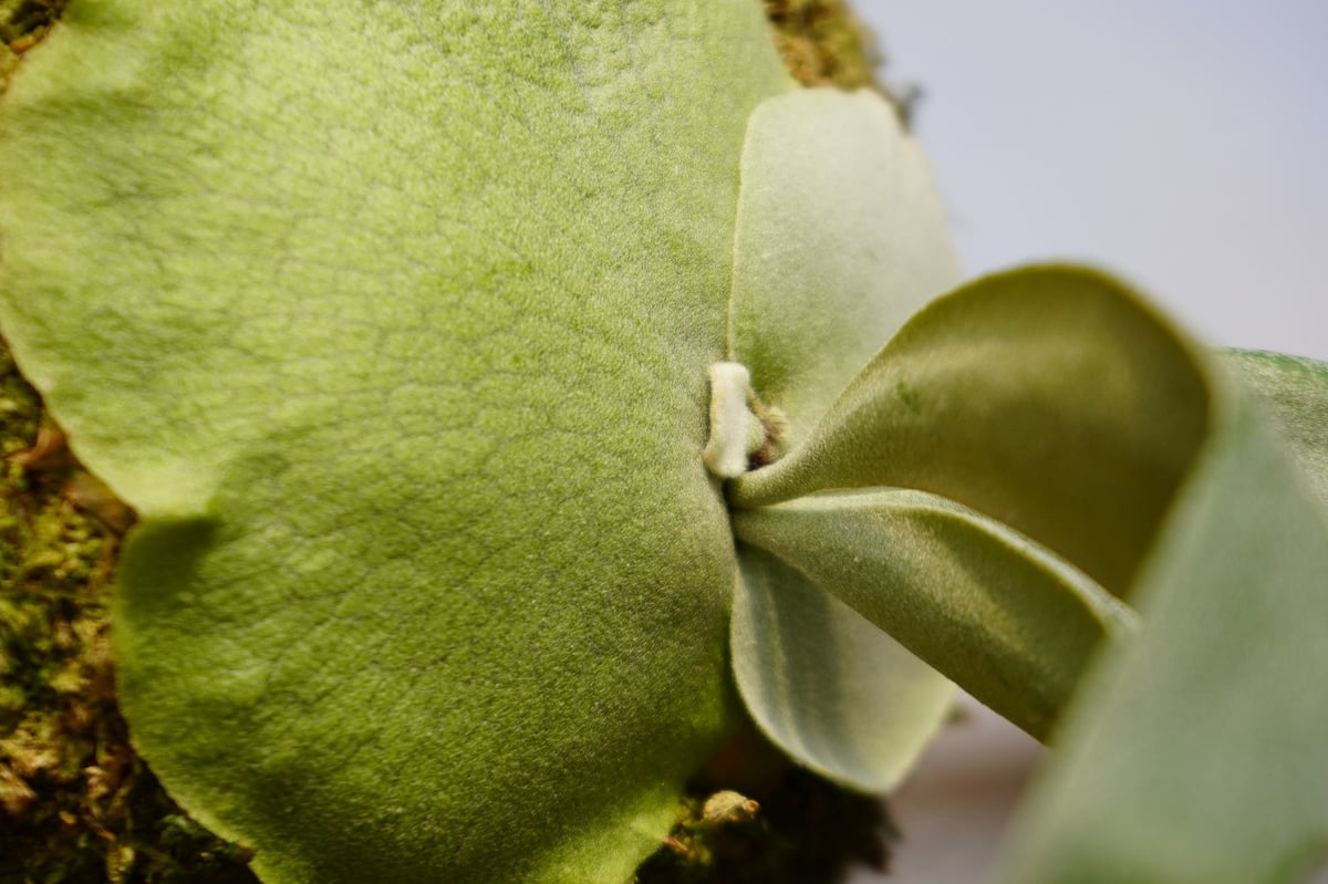 ビカクシダ ウィリンキー 月光爪哇 P. willinckii '月光爪哇' (OC) |