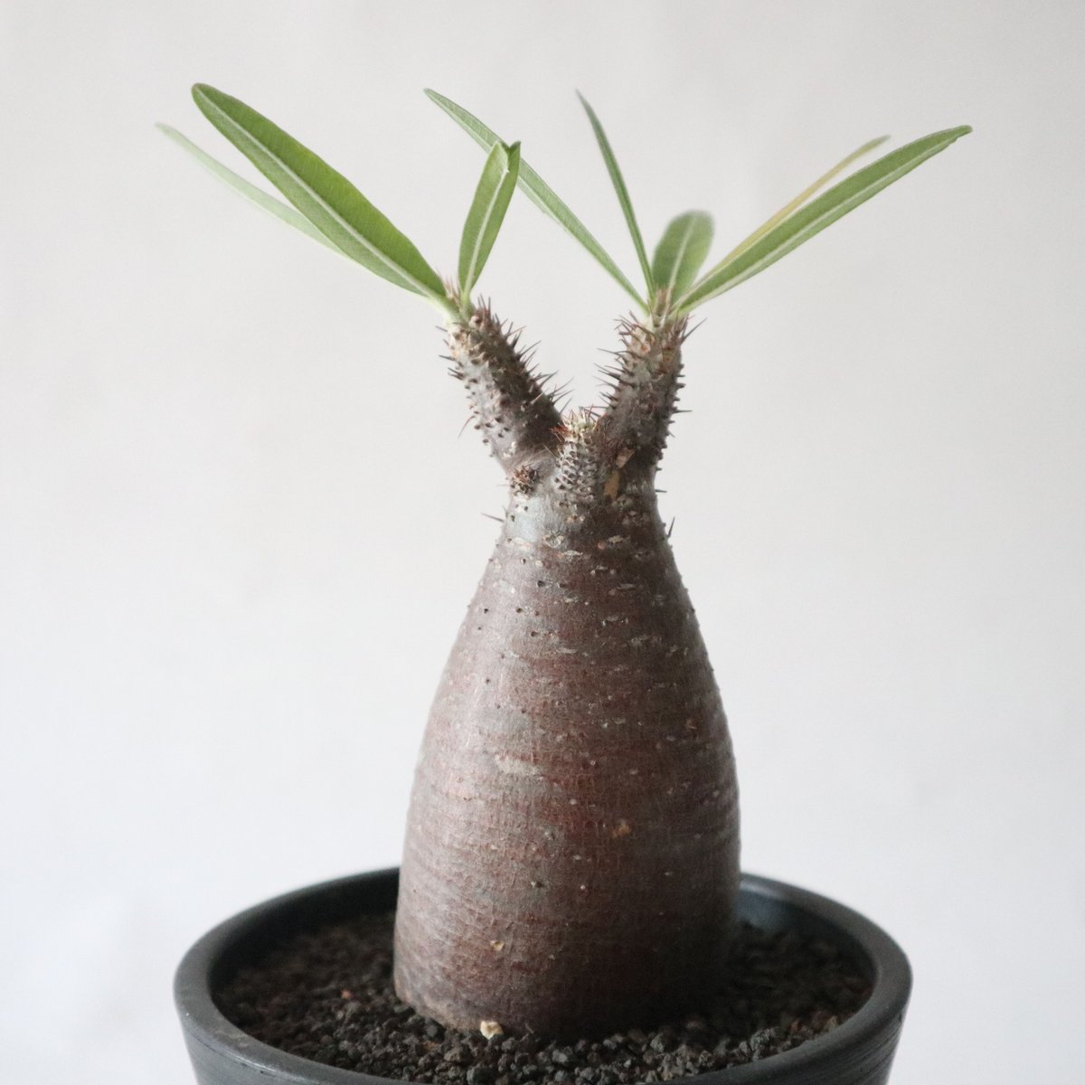 【塊根植物】パキポディウムグラキリス現地株発根済み大株 パキポディウム グラキリス no.44 | mana's farm:塊根植物・アガベ