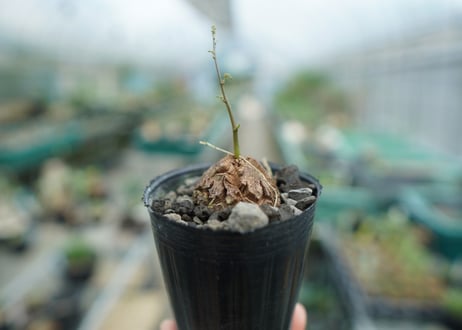 亀甲竜　Dioscorea elephantipes　No.4