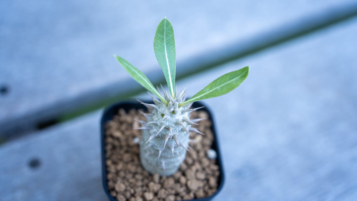 パキポディウム ホロンベンセ | mana's farm:塊根植物・アガベ・ドライ