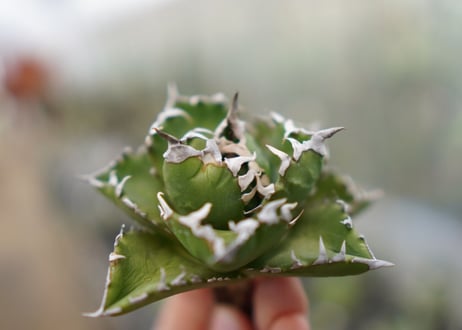 Agave titanota  Crab 螃蟹  NO.3