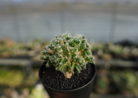 トリコディアデマ　デンサム　Trichodiadema densum  No.1