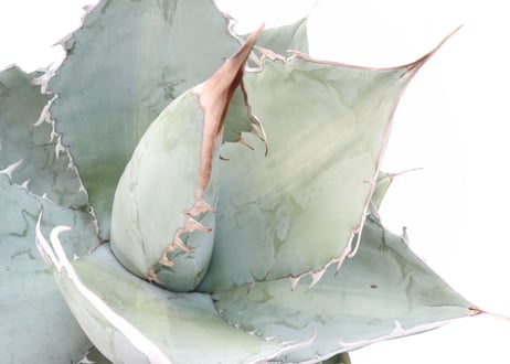 Agave　titanota 　White Ice