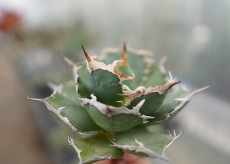 Agave titanota FO-76  D NO.3