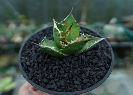 アガベ　チタノタ 　Agave titanota　No.8