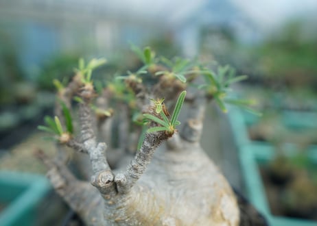 パキポディウム　グラキリス　 Pachypodium Gracilius　No.3