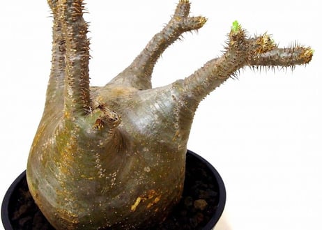 パキポディウム  グラキリス　 Pachypodium Gracilius №２