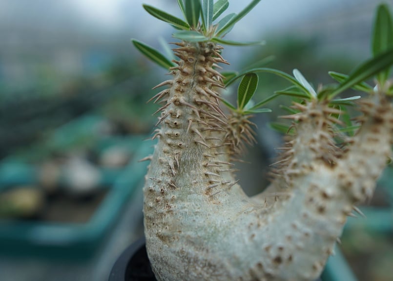 パキポディウム デンシフローラム Pachypodium densiflorum No.2