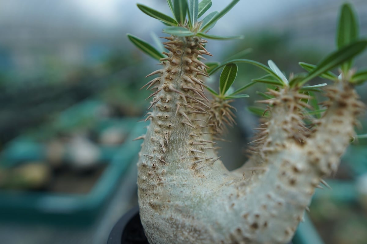 パキポディウム デンシフローラム Pachypodium densiflorum No.2