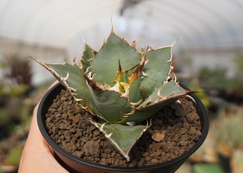 agave oteroi oaxaca NO.2 | mana's farm:塊根植物・アガベ