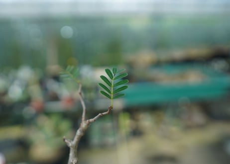 センナ　メリディオナリス　Senna meridionalis