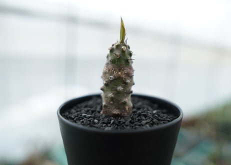 ユーフォルビア　パキポディオイデス  Euphorbia pachypodioides