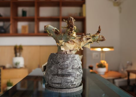 コミフォラ カタフ ターカネンシス 　Commiphora kataf ver.turkanensis