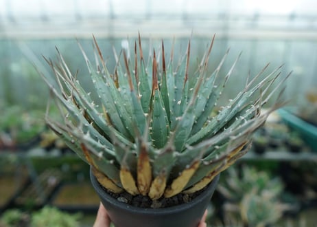 アガベ　ユタエンシス　Agave uthaensis　No.6