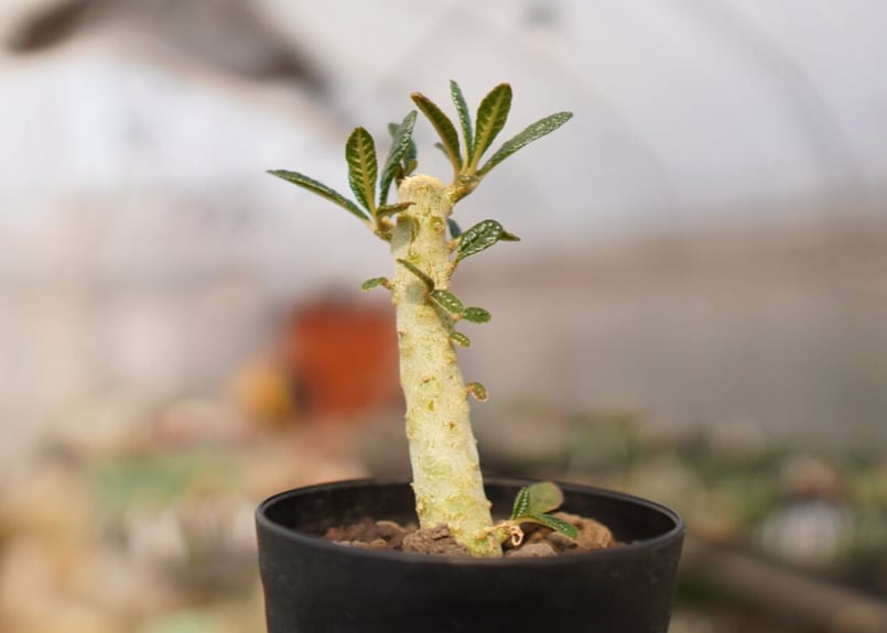 ドルステニア ギガス NO.1 | mana's farm:塊根植物・アガベ