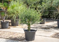 ココスヤシ Butia capitata No.3 | mana's farm:塊根植物・アガ