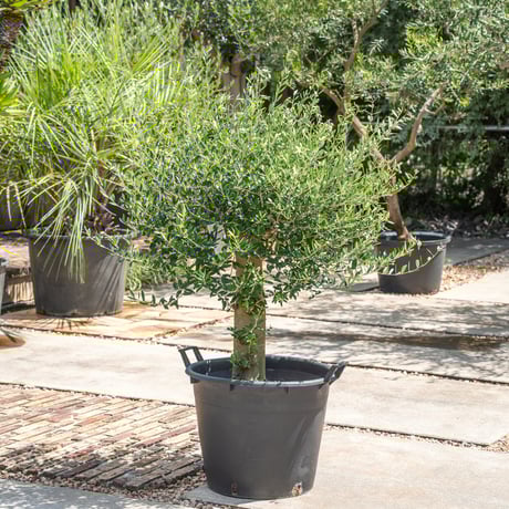 古木オリーブ | STORES