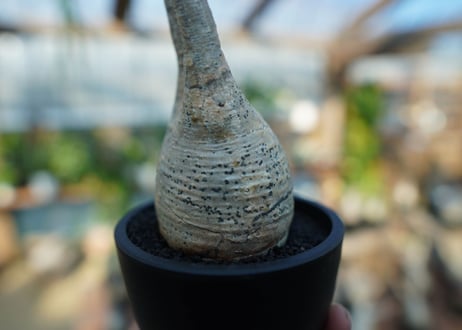 【未発根】パキポディウム　グラキリス　 Pachypodium Gracilius  No.4