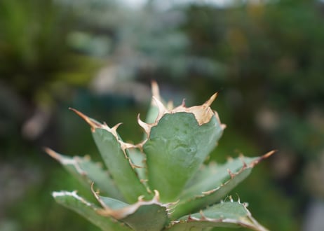 Agave titanota 白鯨 C NO.5