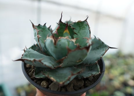 アガベ　チタノタ　 ブラックアンドブルー 　Agave titanota black and blue　NO.5