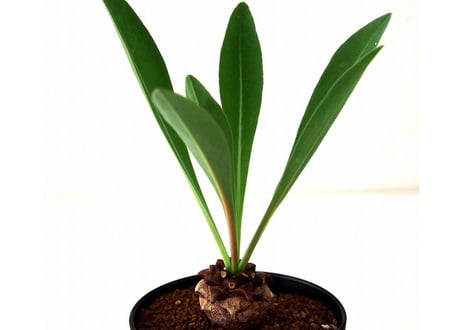 Euphorbia bupleurifolia 鉄甲丸  №２