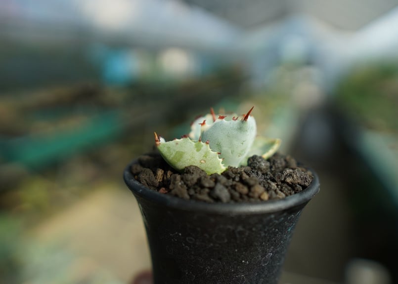 アガベ 兜蟹錦 Agave isthmensis “Kabutogani” variegata