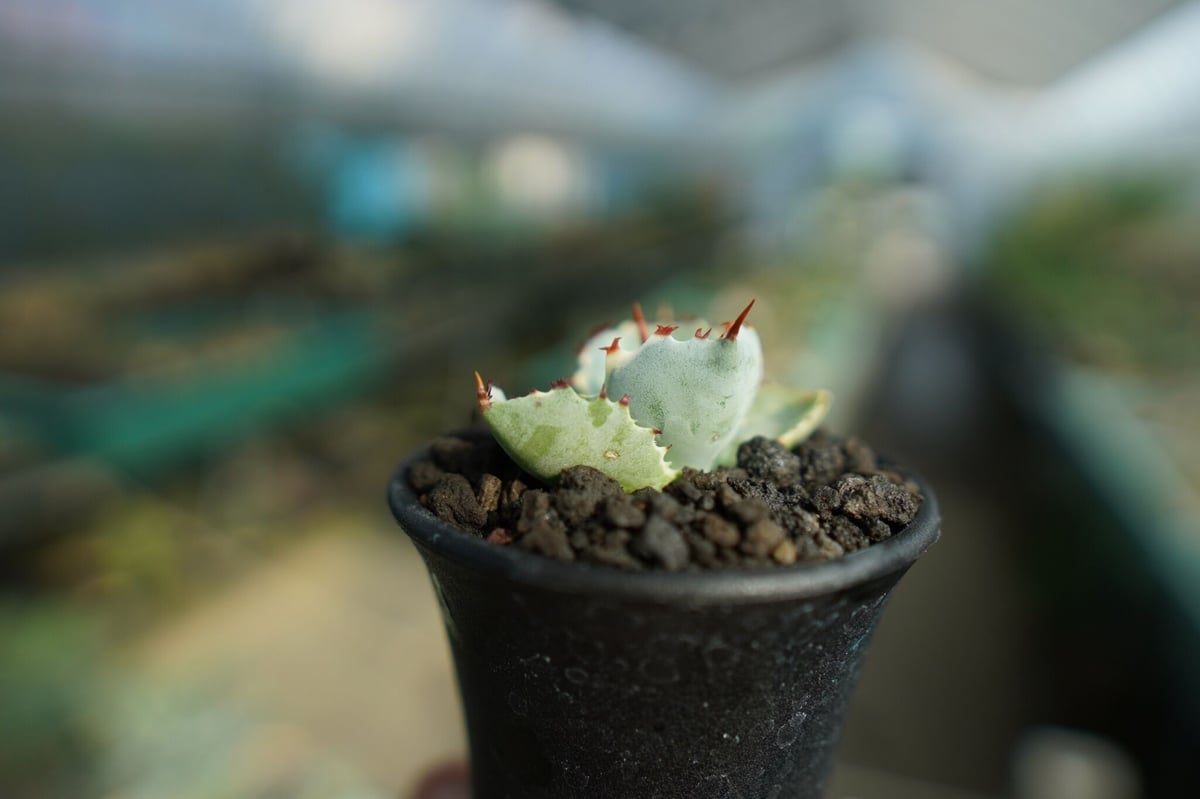 アガベ 兜蟹錦 Agave isthmensis “Kabutogani” variegata アガベ 兜蟹錦 Agave isthmensis “Kabutogani” variegata