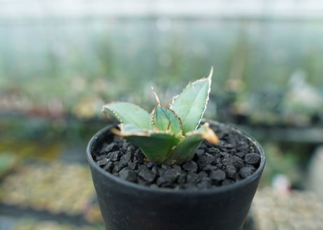 アガベ　チタノタ　FO-76　Agave titanota  FO-76　No.6