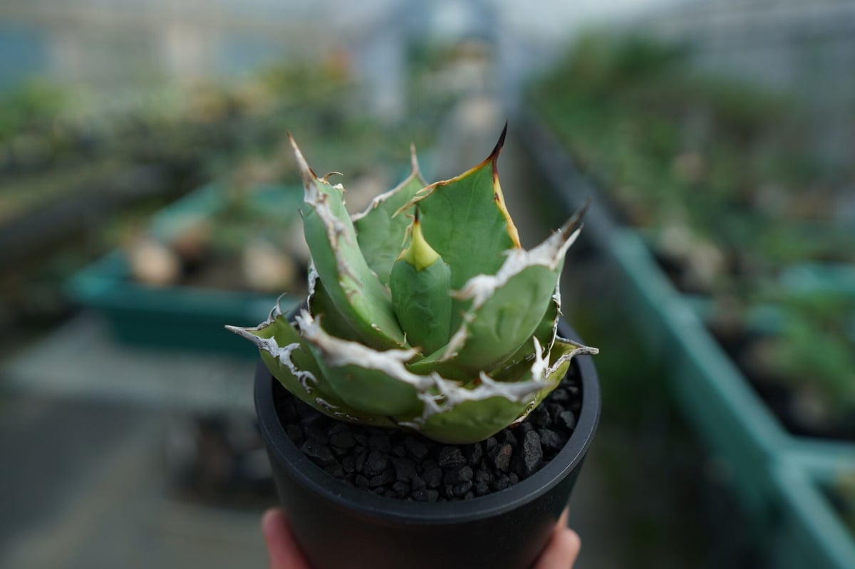 極上親株 アガベ チタノタ fo76 fit=scale-down,w=1200