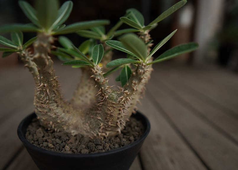 パキポディウムデンシフローラム おはようございます✨ 上から押しつぶされたかように、 トゲの