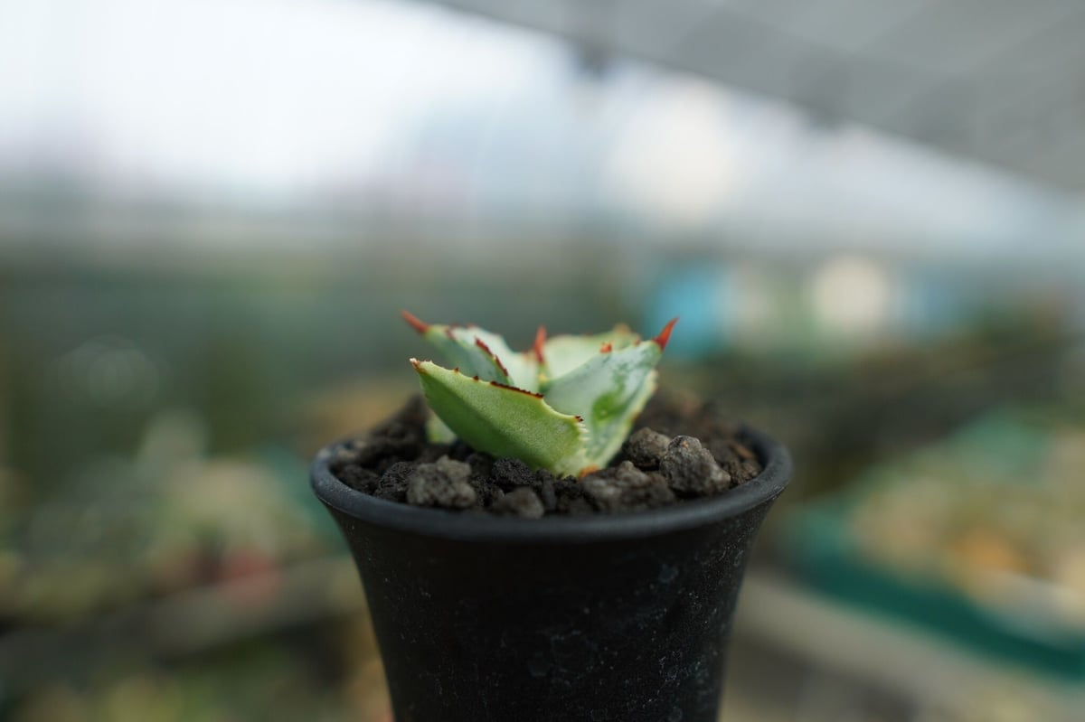 アガベ 兜蟹 Agave isthmensis “Kabutogani” No.1 | man
