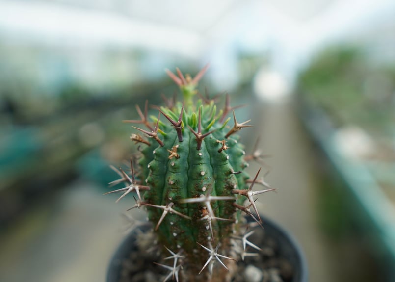 ユーフォルビア 群星冠 Euphorbia stellispina | mana's farm