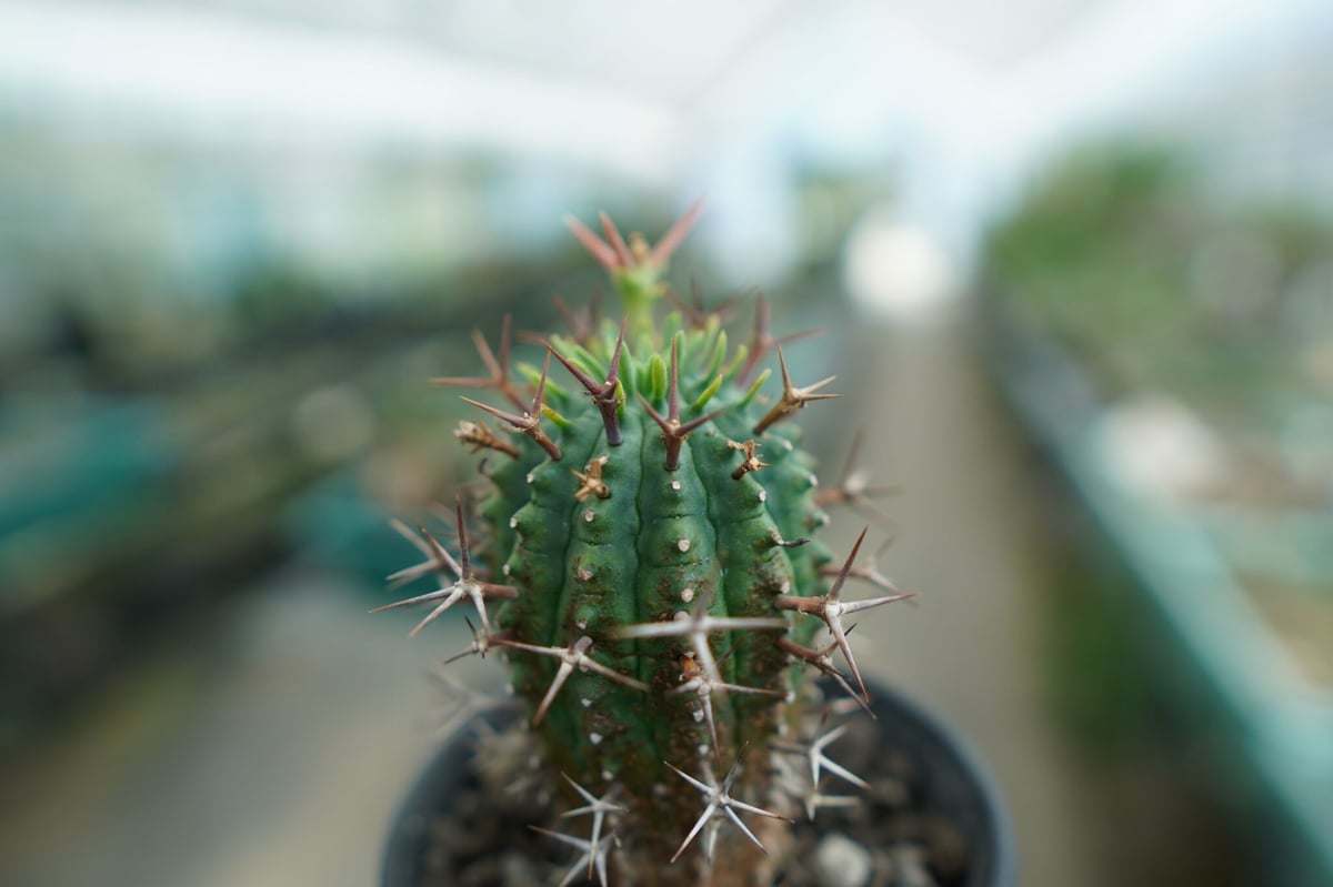 ユーフォルビア 群星冠 Euphorbia stellispina | mana's farm