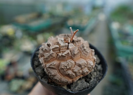【長谷川園芸産】亀甲竜　Dioscorea elephantipes　No.5
