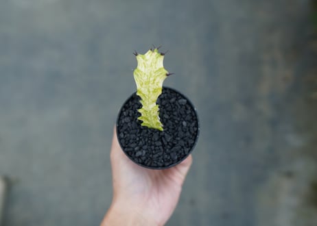 ユーフォルビア　イエローゴースト　Euphorbia lactea Yellow Ghost