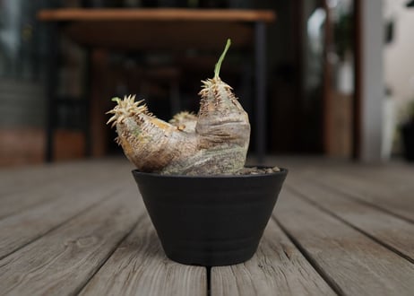 パキポディウム　エブレネウム　Pachypodium eburneum