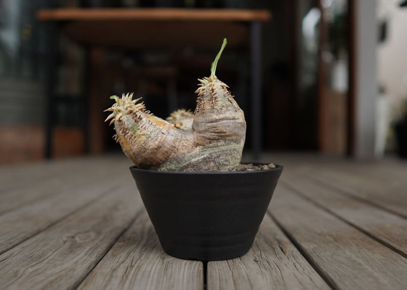 パキポディウム エブレネウム Pachypodium eburneum | mana's fa