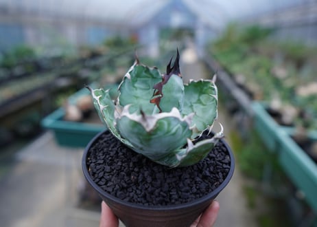 アガベ　チタノタ　 ブラックアンドブルー 　Agave titanota black and blue　No.1