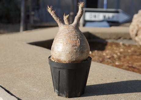 CATEGORY mana's farmの商品ページ | mana's farm:塊根植物・ア