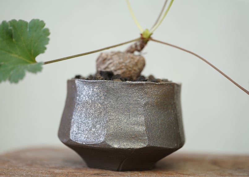 Pelargonium lobatum | mana's farm:塊根植物・アガベ・ドライガ