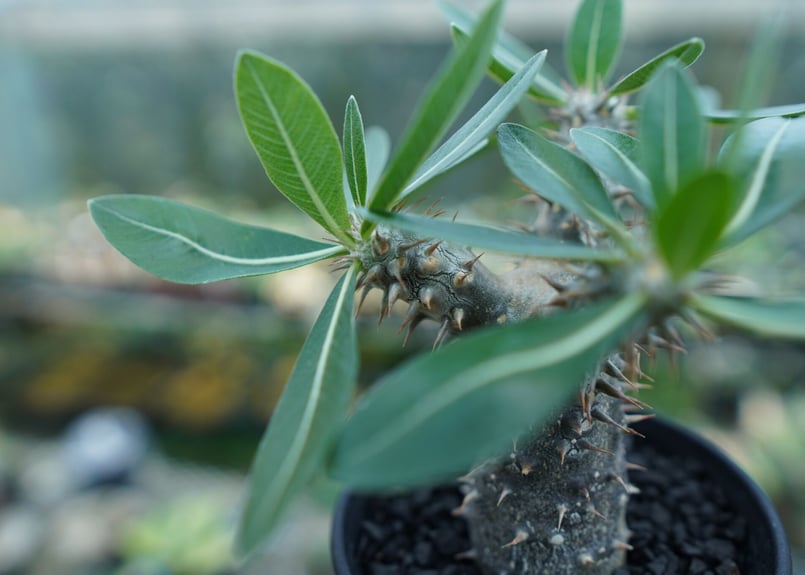 パキポディウム 伊藤ハイブリッド Pachypodium 'Itoh Hybrid' | ma