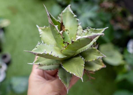 Agave Sowing seeds A NO.4