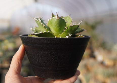agave titanota 　ソーラーエクリプス