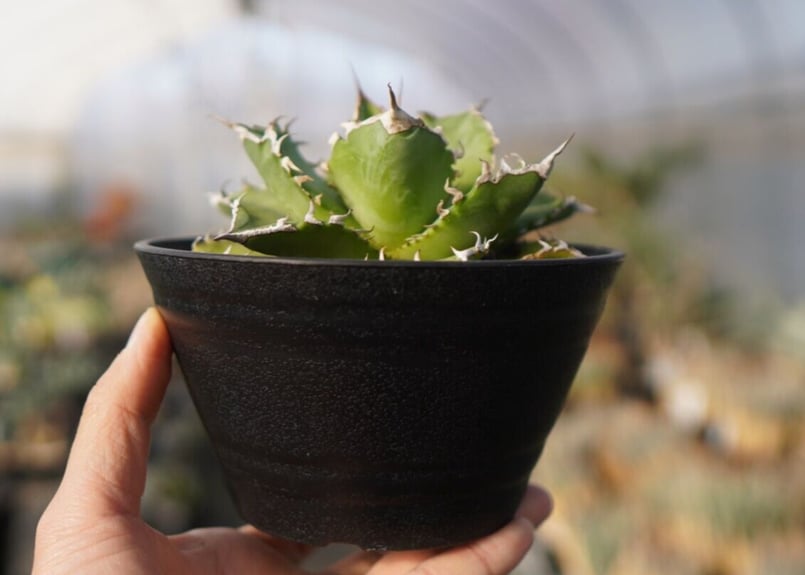 agave titanota ソーラーエクリプス | mana's farm:塊根植物・アガ